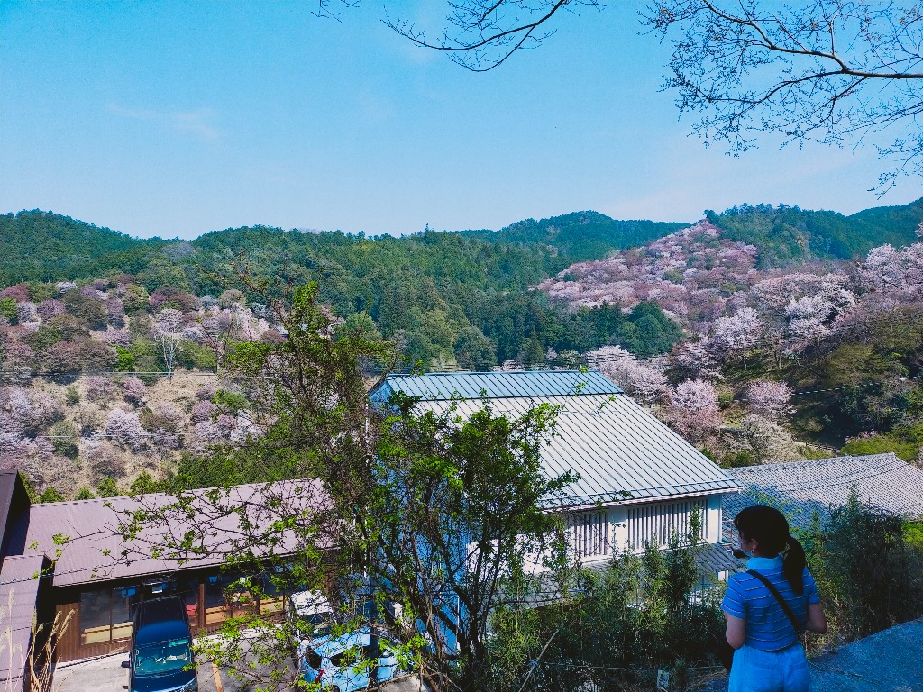 ■奈良の吉野に桜を見に行ってきました■